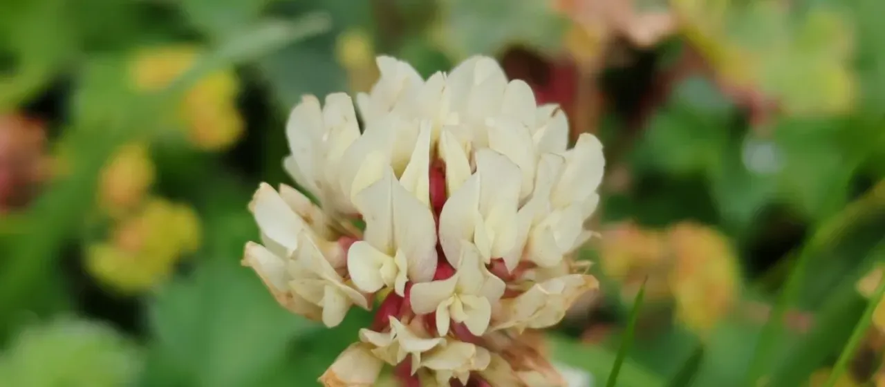 Pale clover