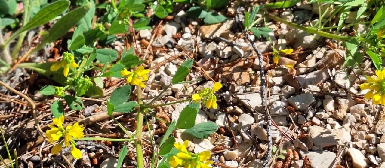 Edible fenugreek