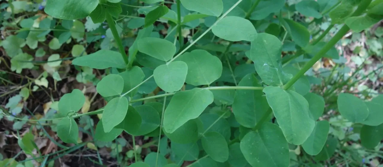 Pea-leaved vetch