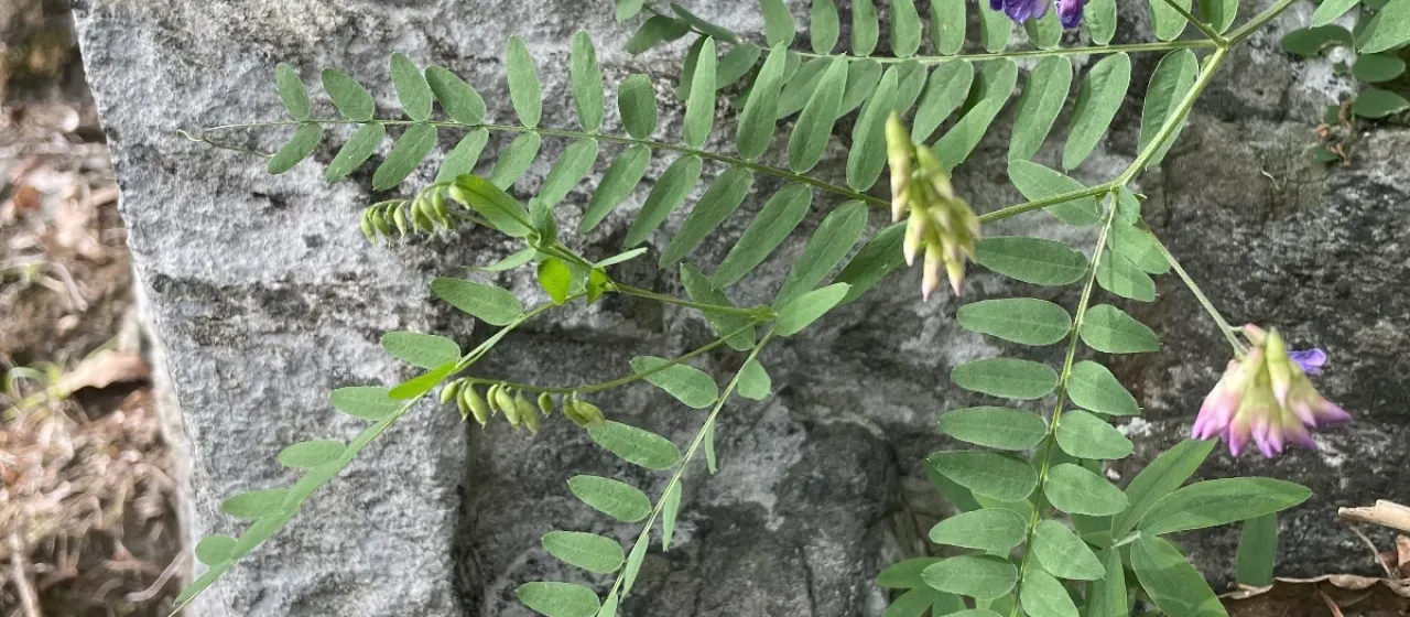 Cassubian vetch
