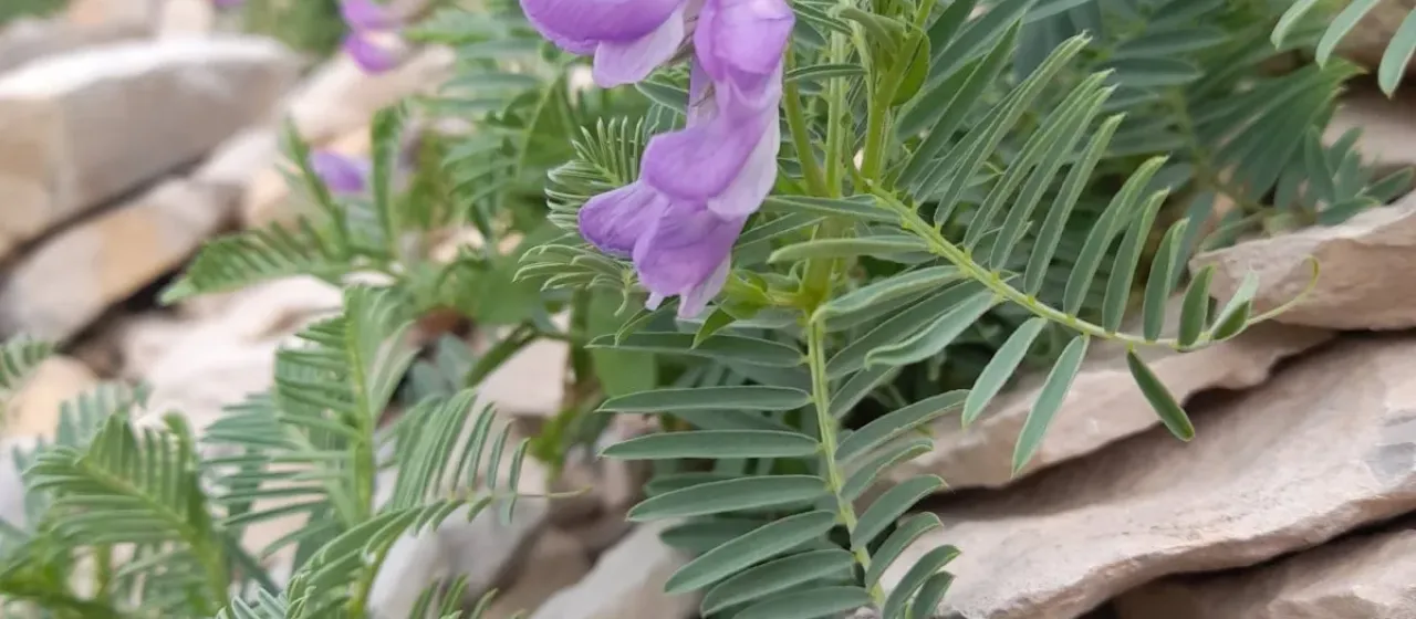 Вика Кузне