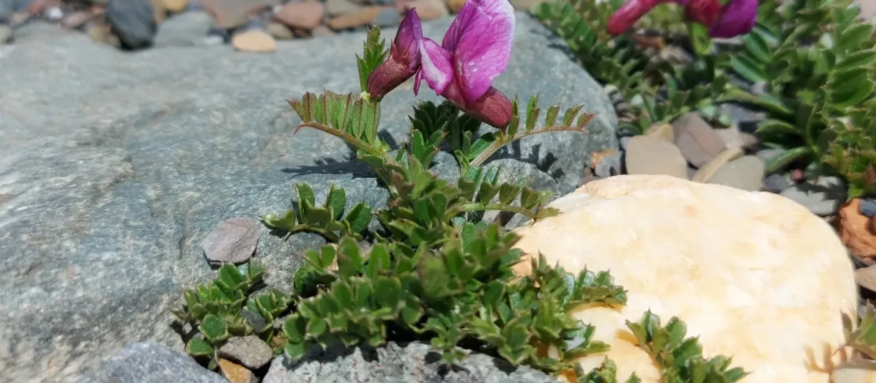 Pyrenean vetch