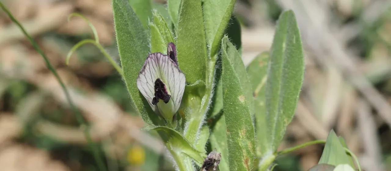 Vicia johannis