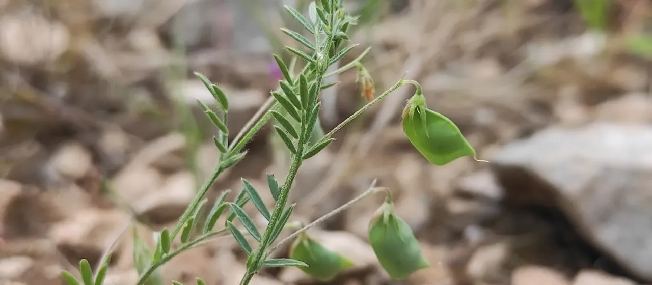 Lamotte lentil