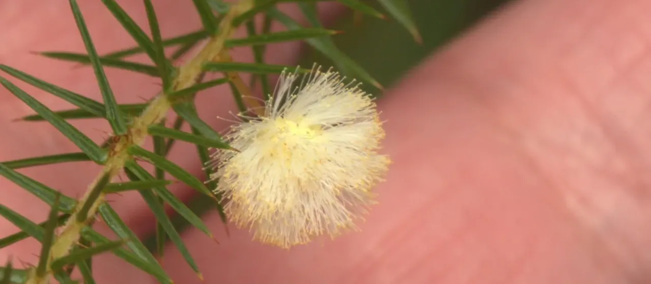 Juniper-leaved wattle