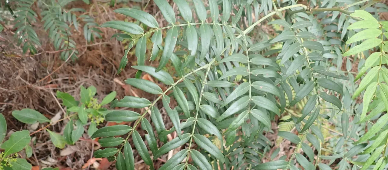 Cedar wattle