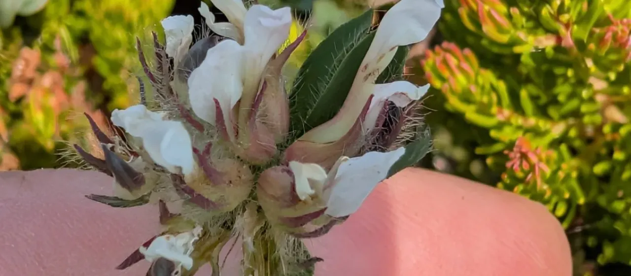 Hairy canary clover