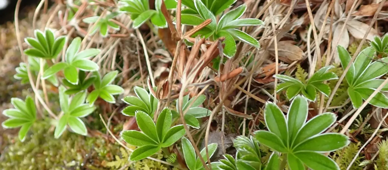 Alpine lady's mantle