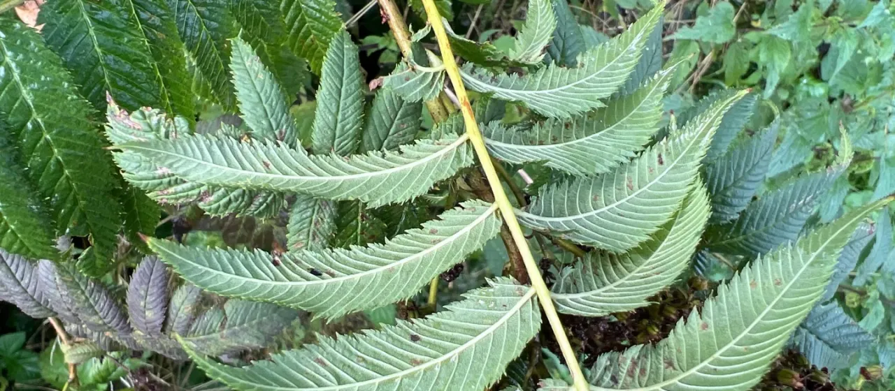 Himalayan sorbaria