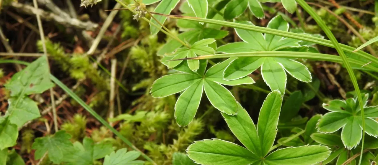 Pale lady's mantle