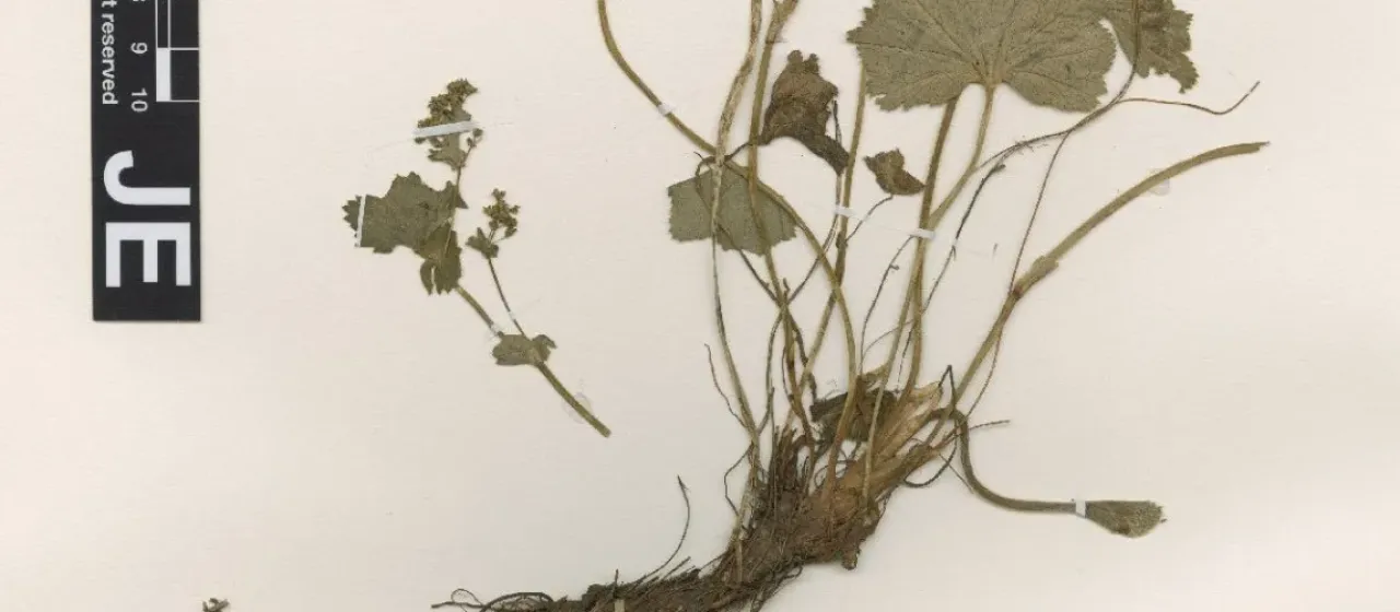 Alchemilla heteropoda