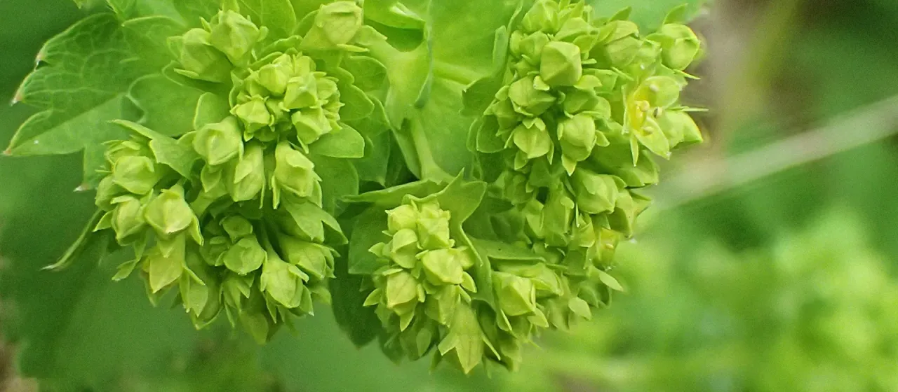 Smooth lady's mantle