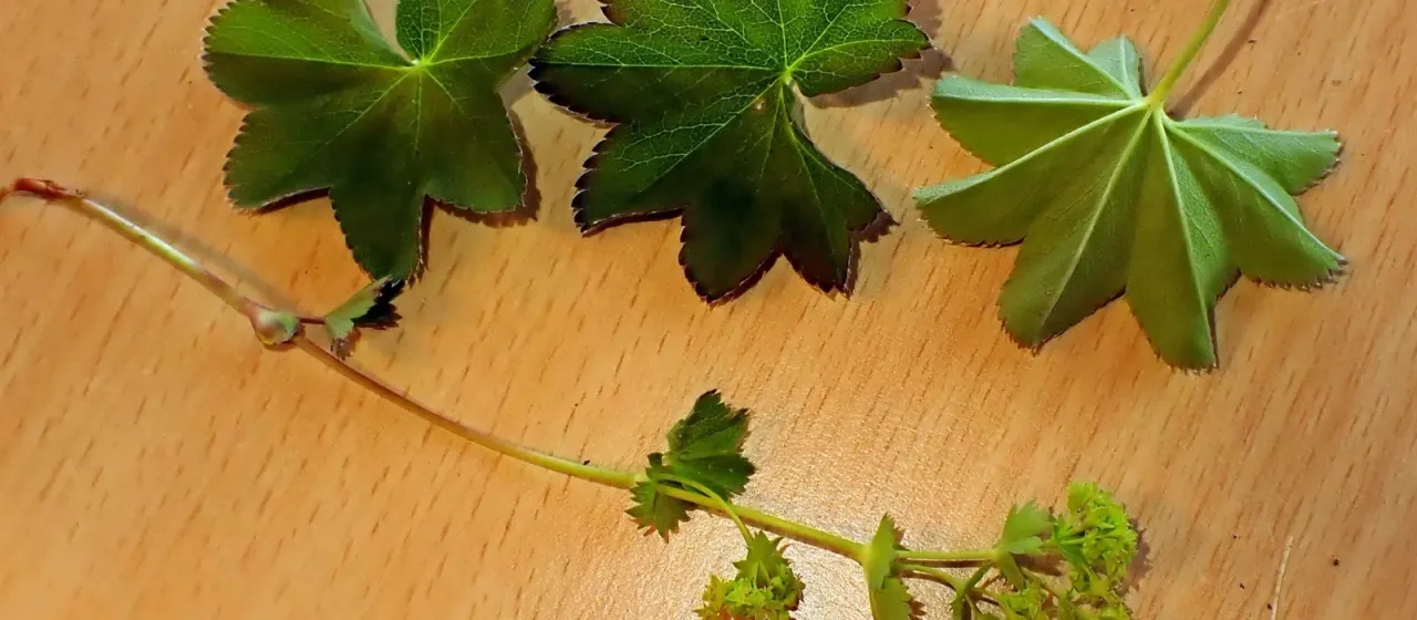 Wichura's lady's mantle