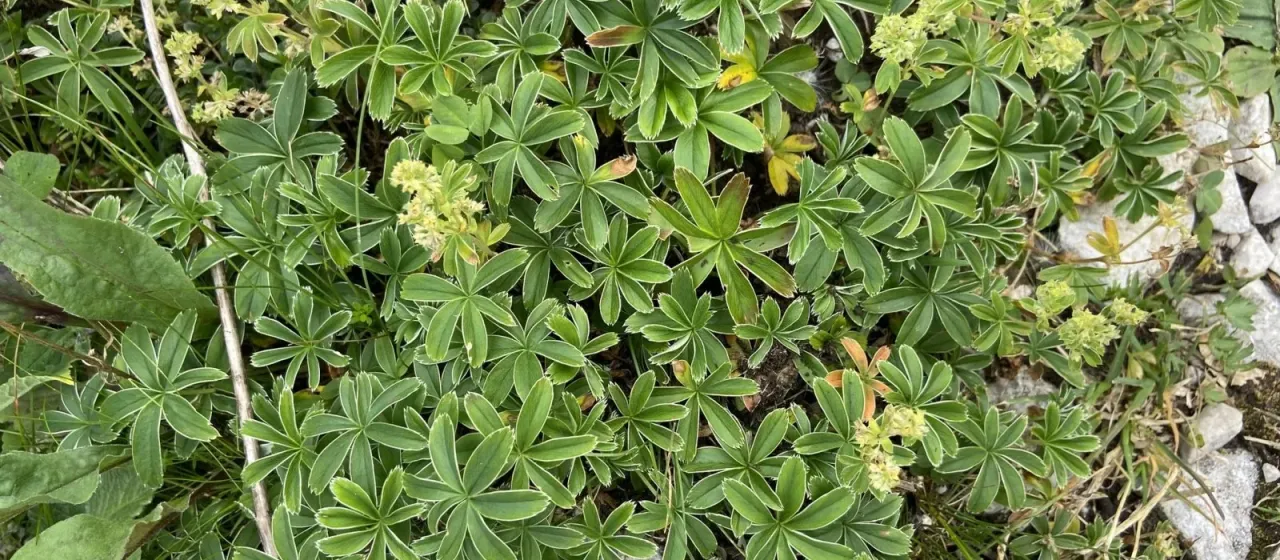 Alchemilla velebitica