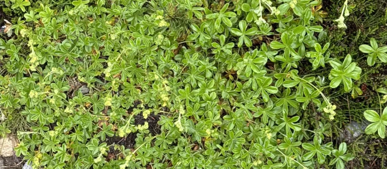 Rock lady's mantle