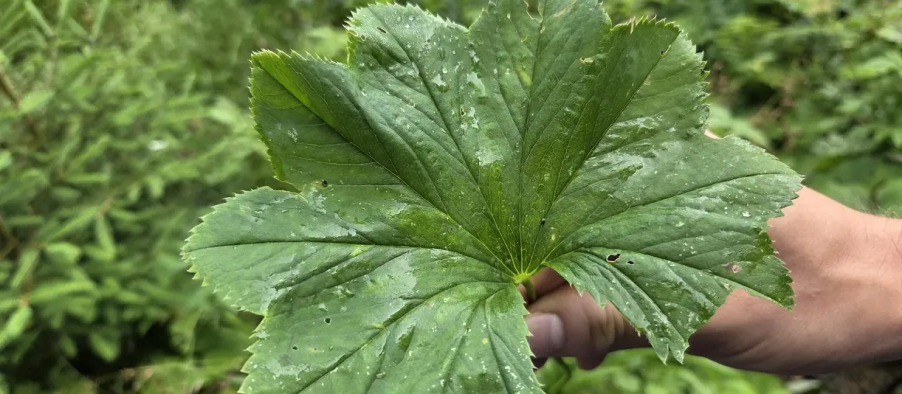 Alchemilla lineata