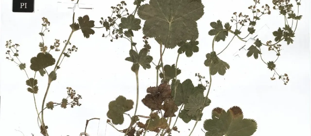 Alchemilla connivens