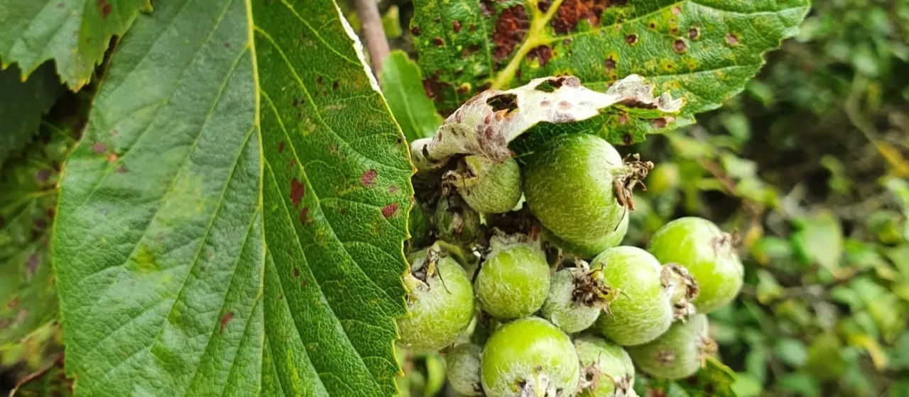 Lancastrian Whitebeam