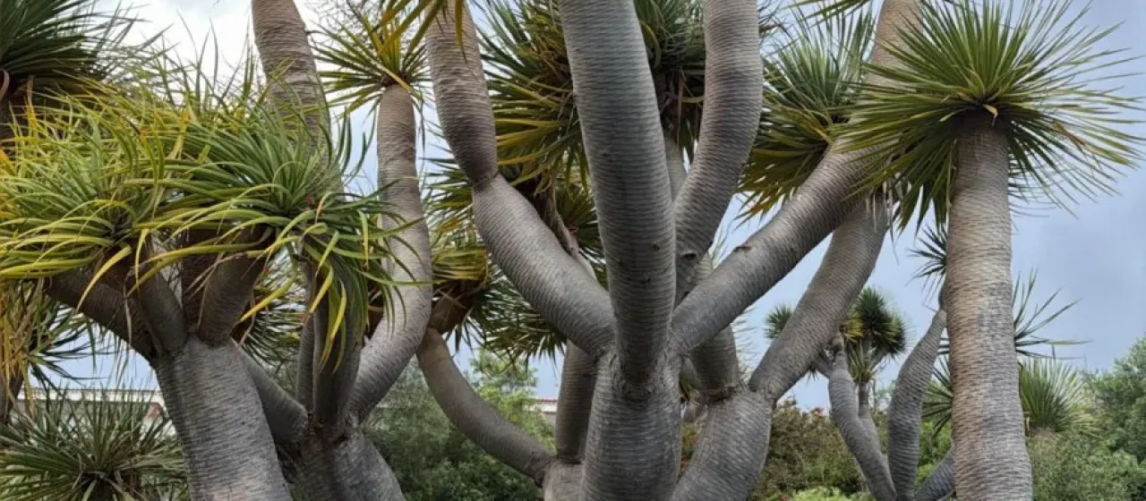 Dragon tree