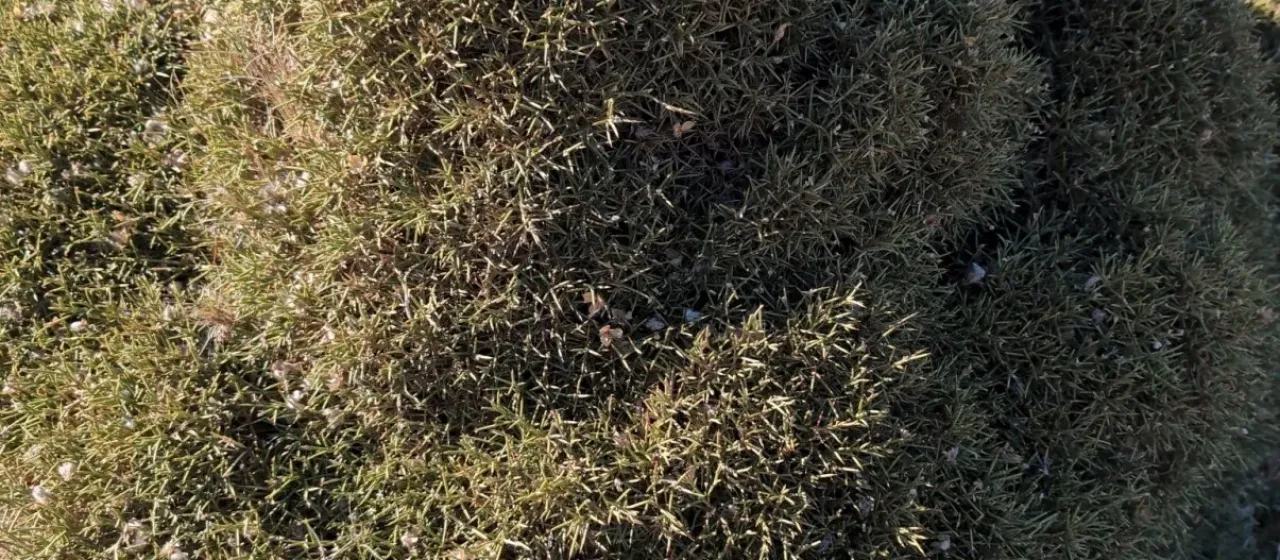 Echinospartum boissieri