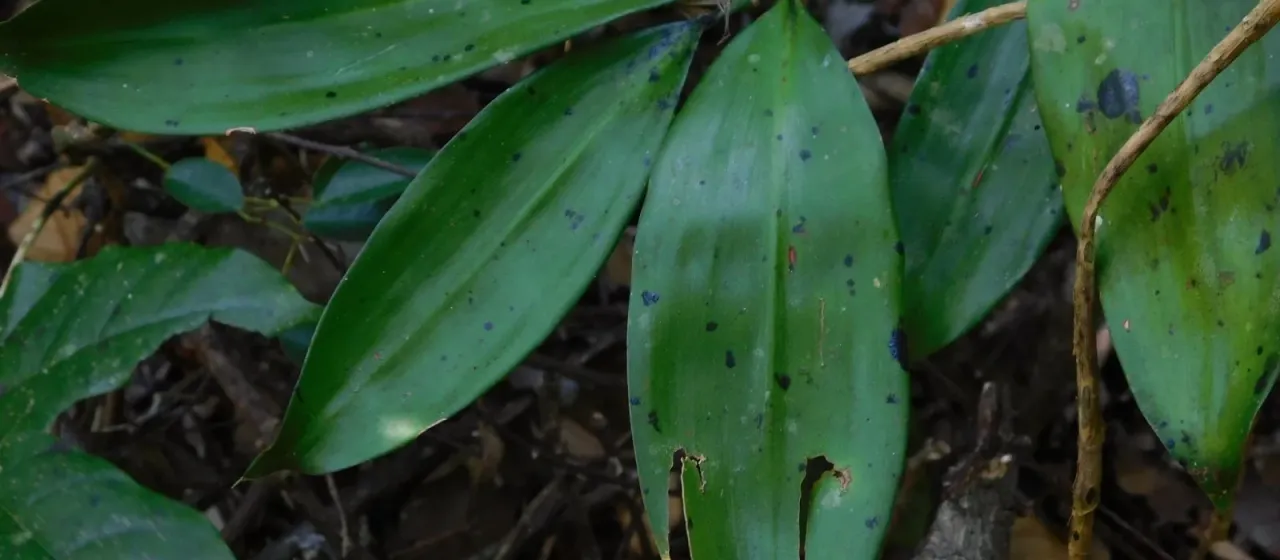 Elliptic dracaena