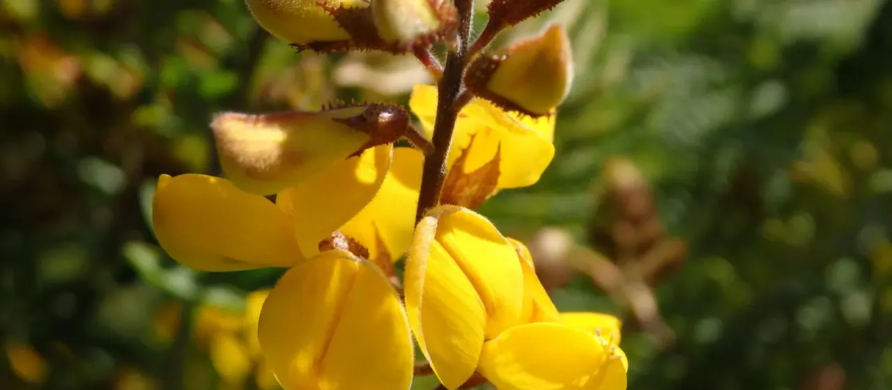 Adenocarpus lainzii