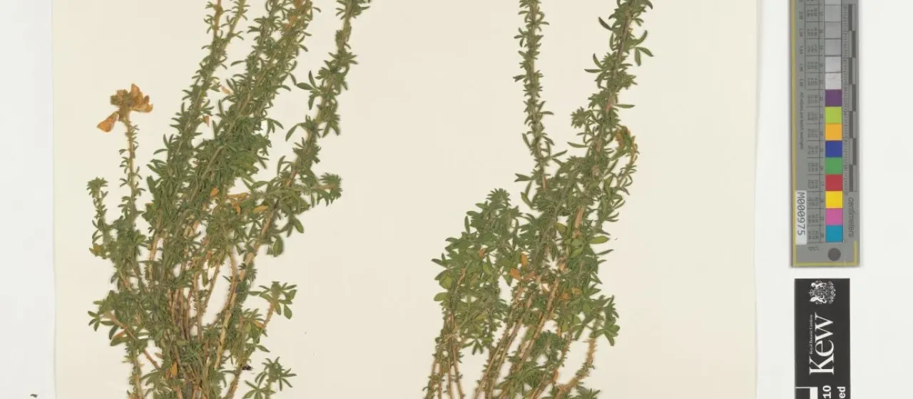 Adenocarpus aureus