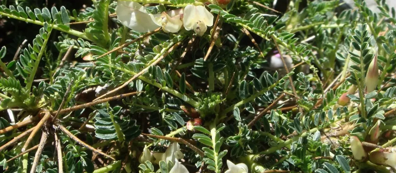 Astragalus genargenteus