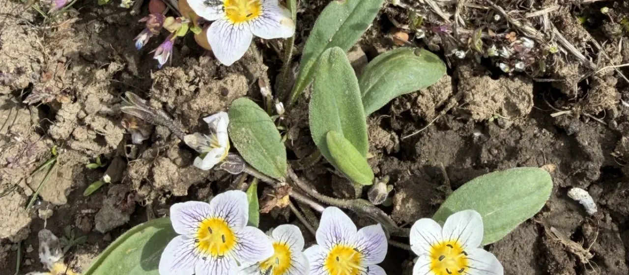 Dwarf Hesperochiron