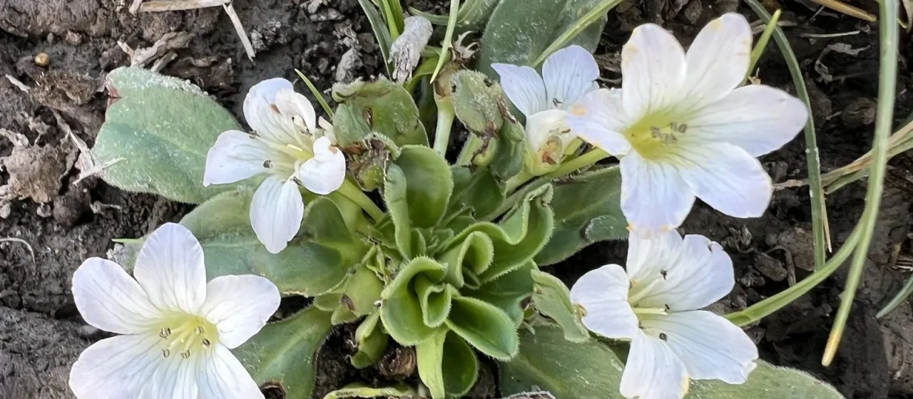 Hesperochiron californicus
