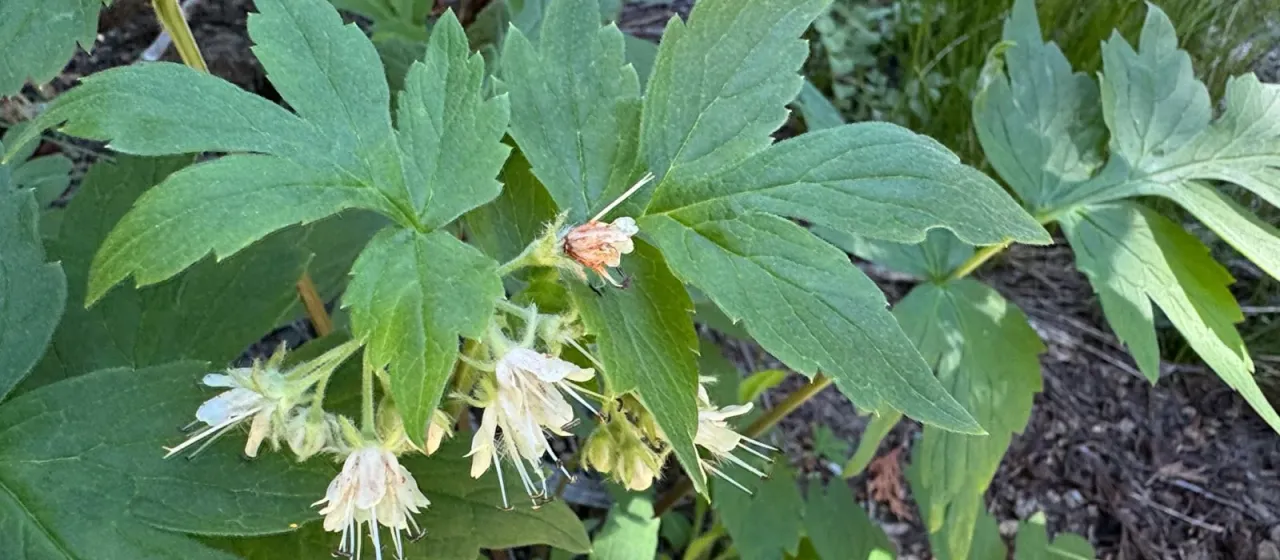 Hydrophyllum fendleri