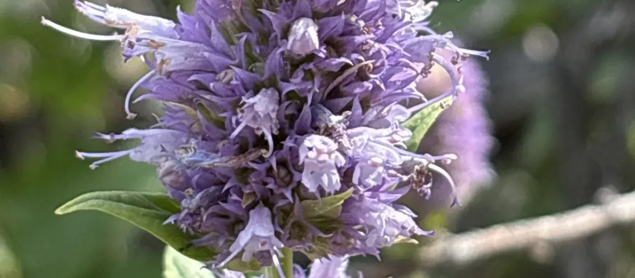 Nettle-leaf giant hyssop