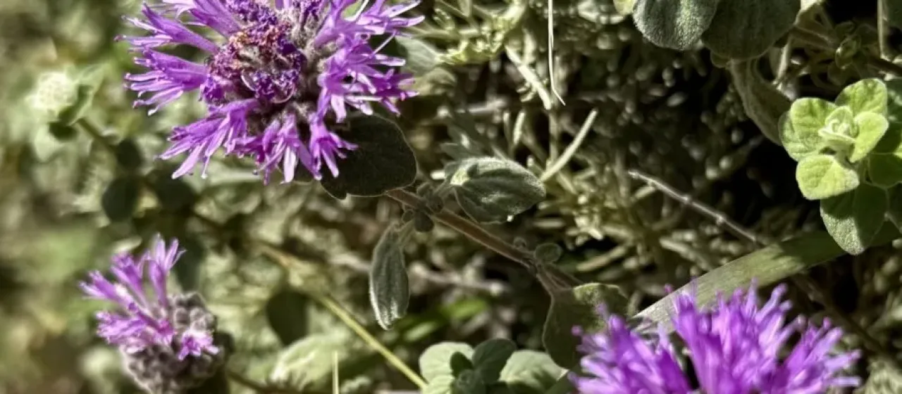 Mountain balm