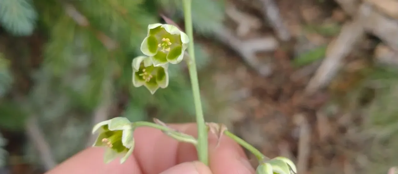 Anticlea virescens