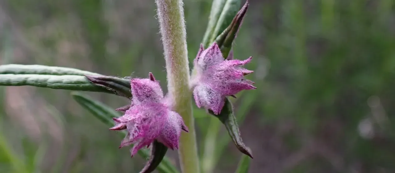 Trichostema lanatum