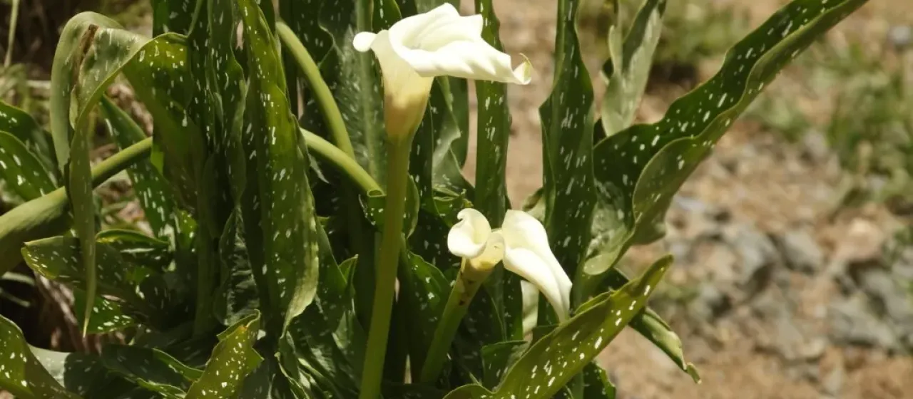 Spotted Calla Lily