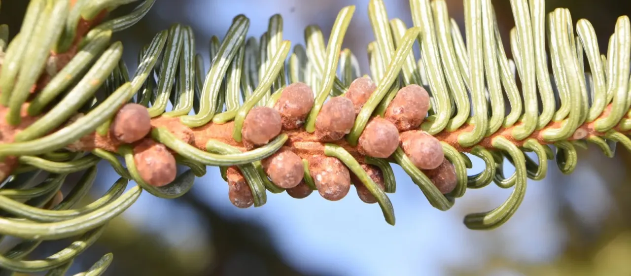 California red fir