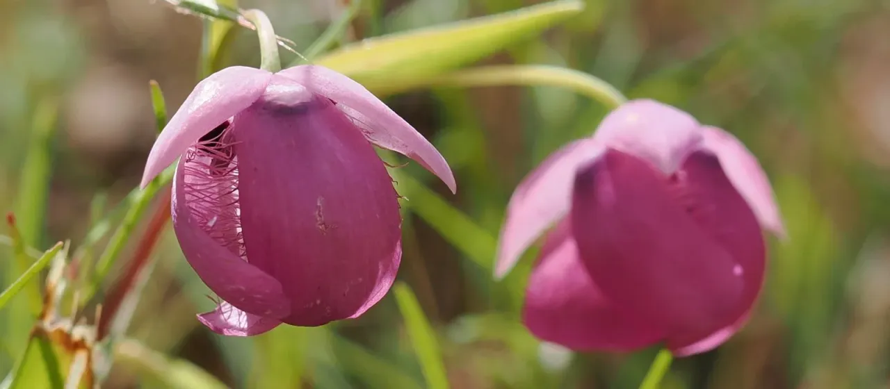 Calochortus amoenus