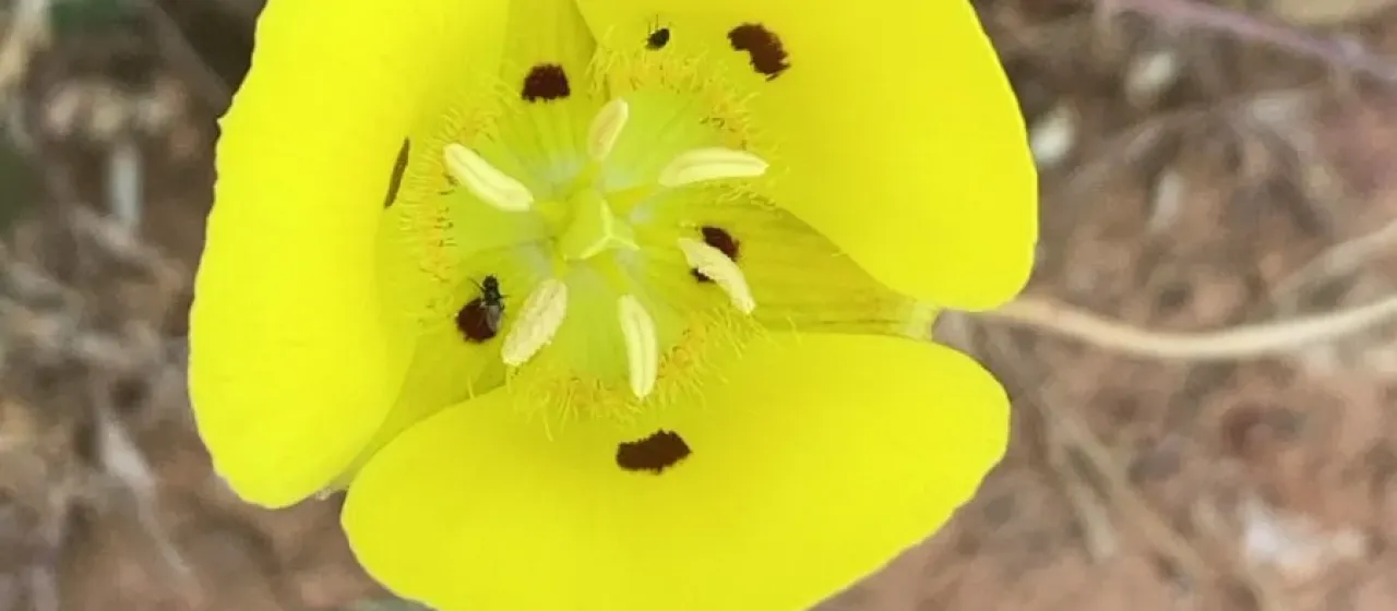 Yellow star tulip
