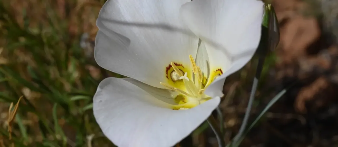 Sego lily