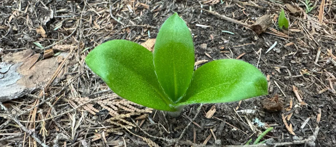 Clintonia uniflora