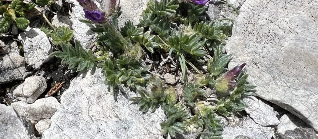 Oxytropis prenja