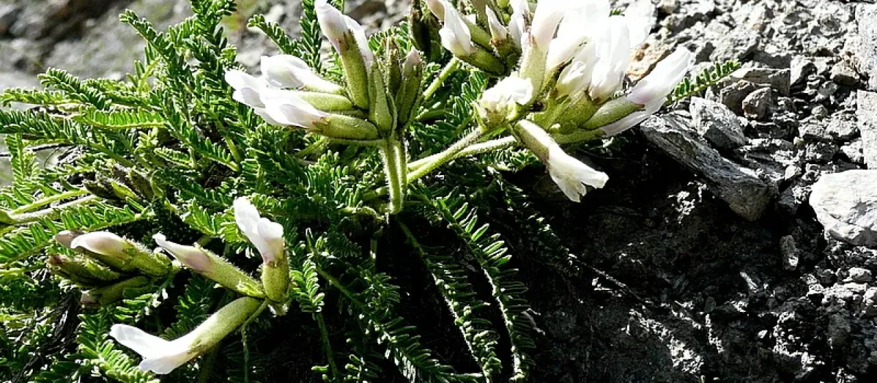 Fetid locoweed