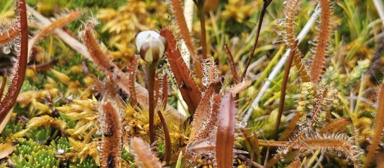Dew Plant