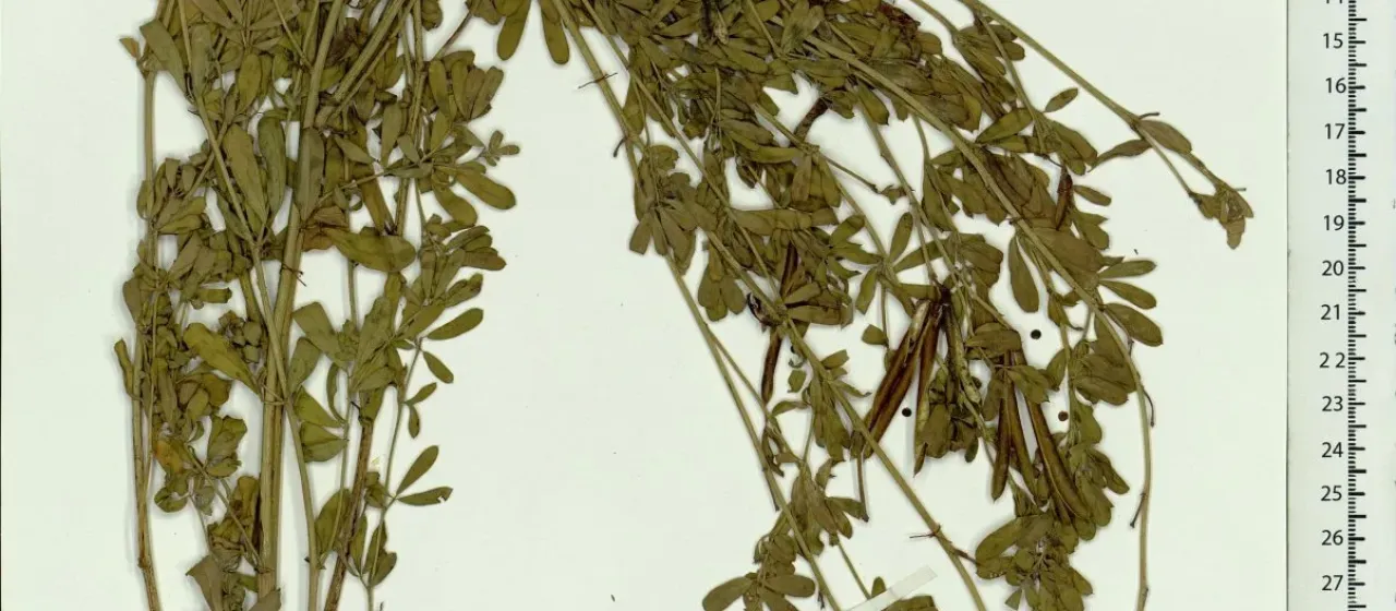 Dorycnium strictum