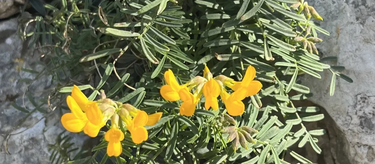 Balearic horseshoe vetch