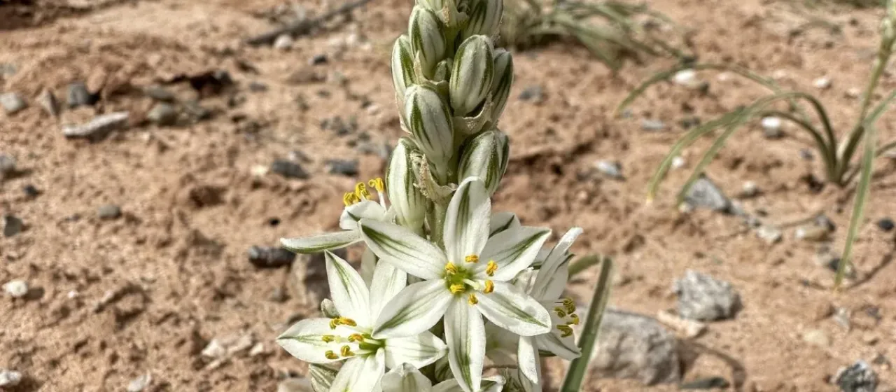 Eremocrinum albomarginatum