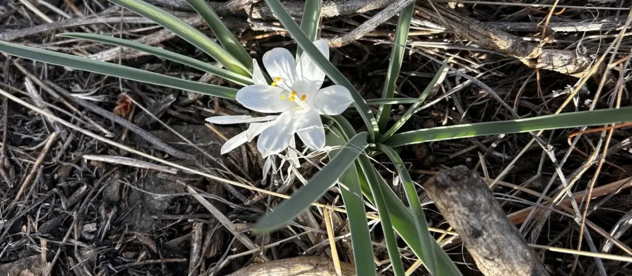 Mountain sand lily