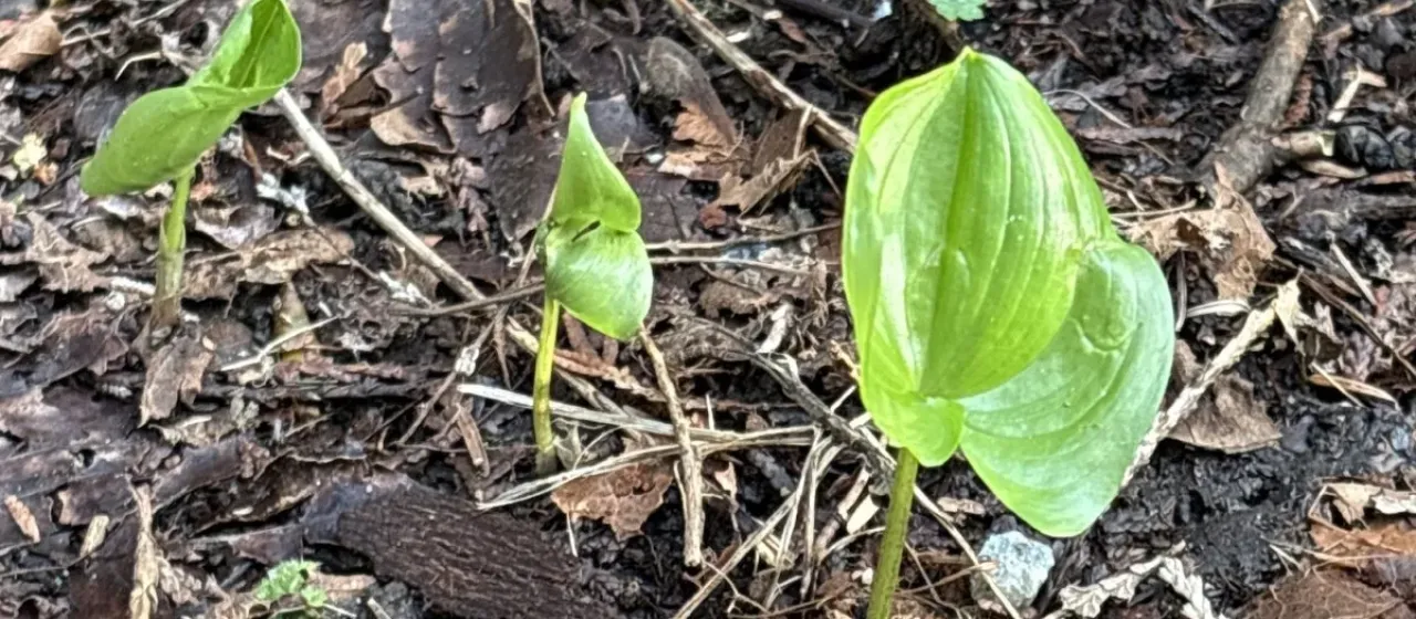 Two-leaved Solomon's seal