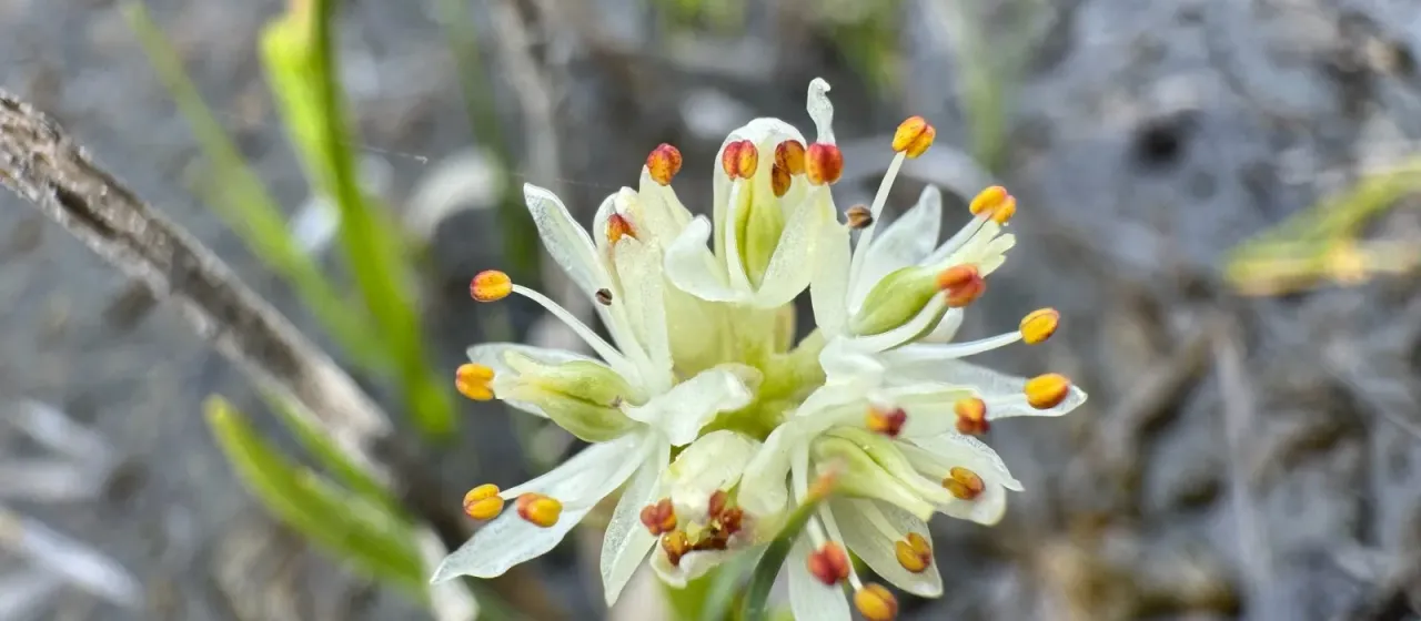 Triantha glutinosa